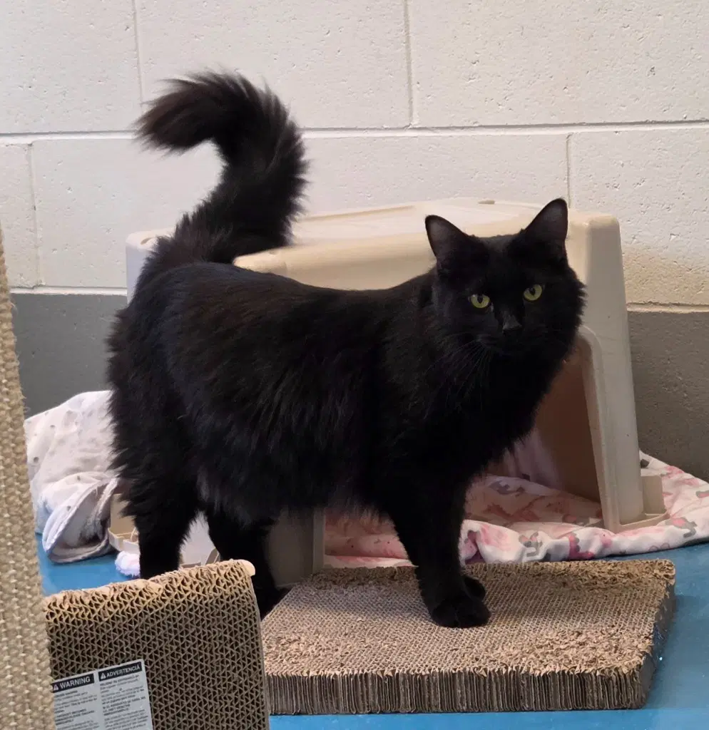 Salem - Domestic Long Hair