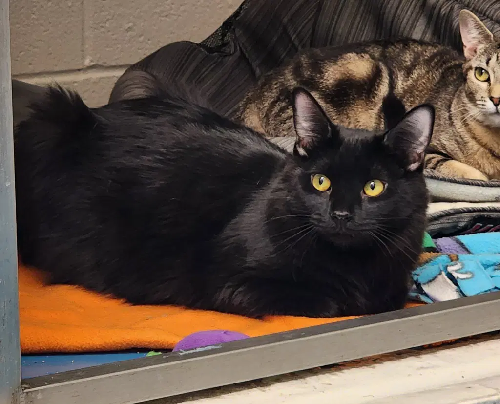 Salem image 2