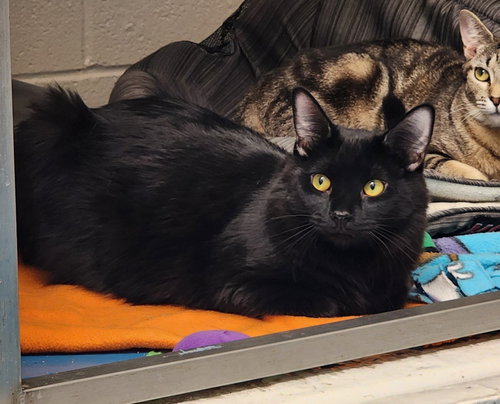 SALEM - Domestic Long Hair available for adoption