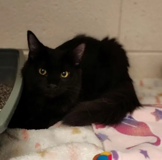 Salem image 3