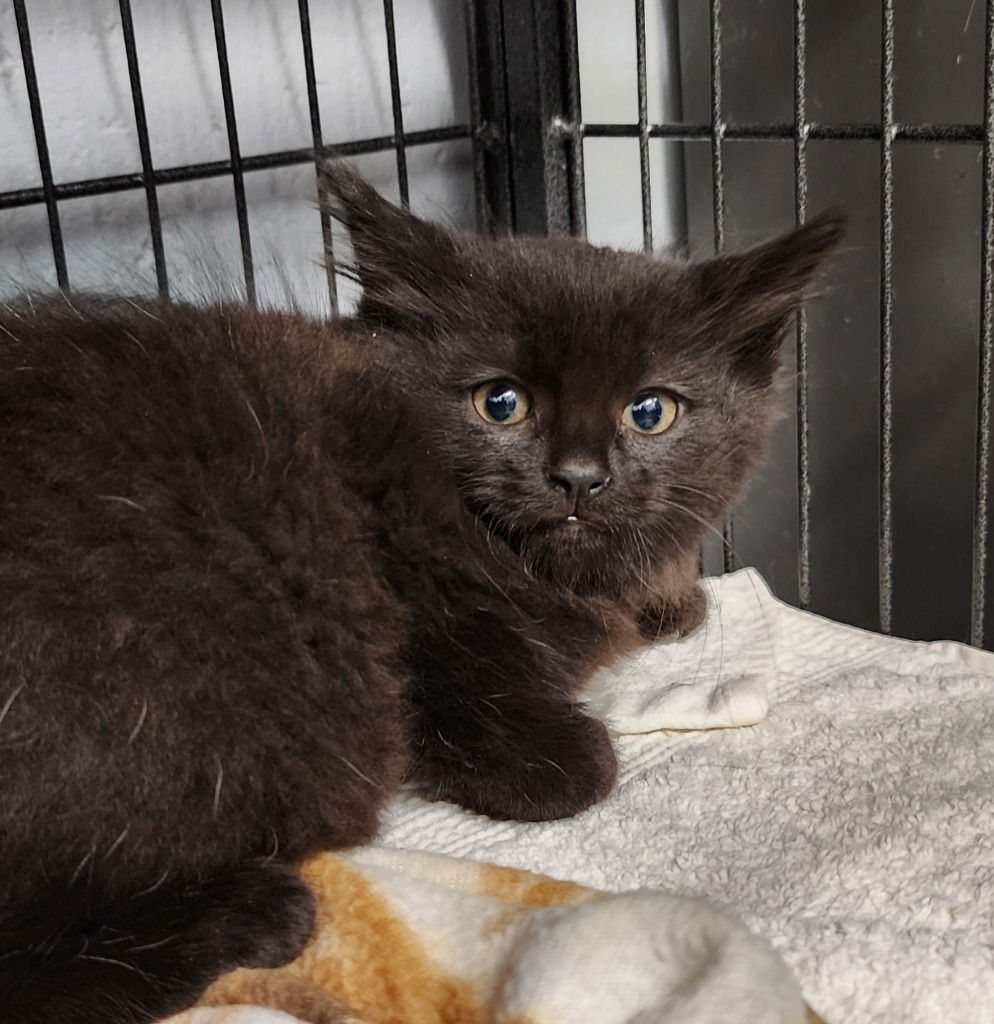 adoptable Cat in Muskegon, MI named Salem