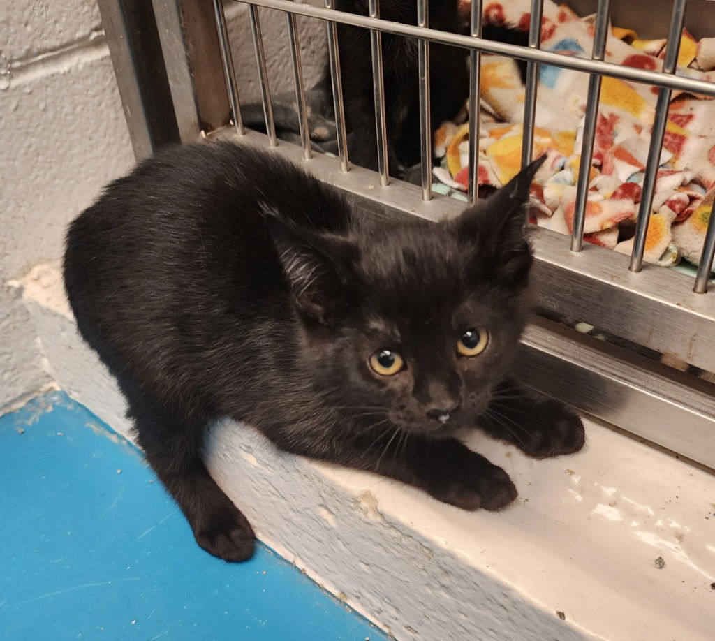 adoptable Cat in Muskegon, MI named Onyx