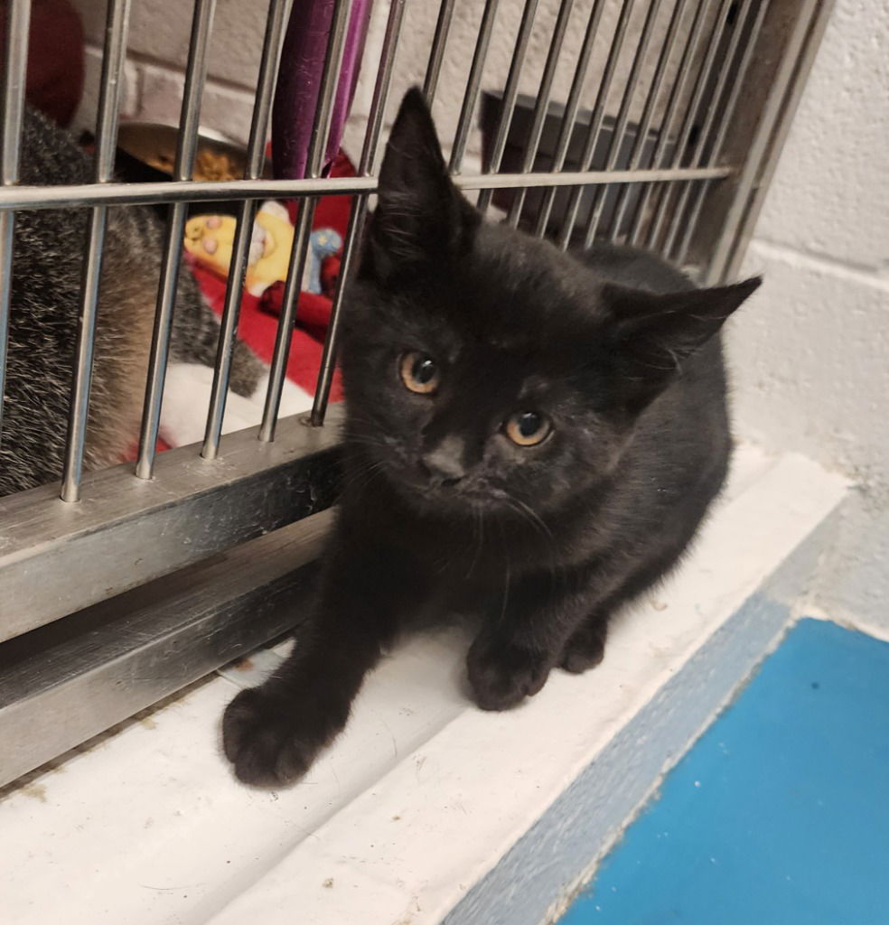 adoptable Cat in Muskegon, MI named Midnight