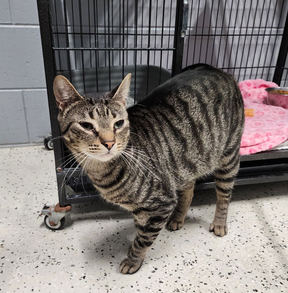 adoptable Cat in Muskegon, MI named Hobbes