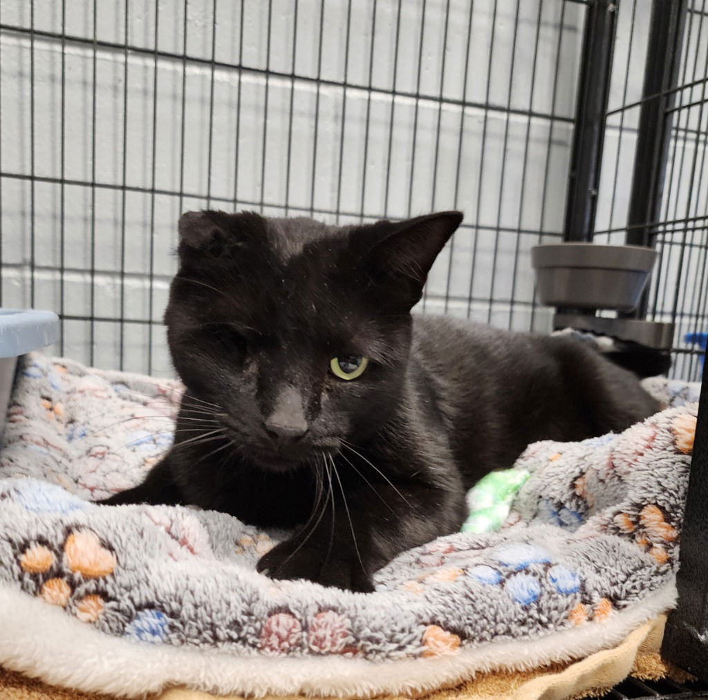 adoptable Cat in Muskegon, MI named Winkie