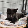 adoptable Cat in , MI named Winkie