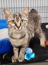 adoptable Cat in  named Twinkie