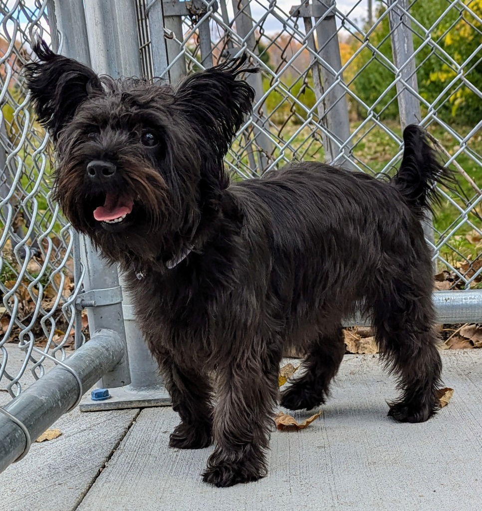 adoptable Dog in Muskegon, MI named Pumpkin