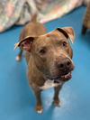 adoptable Dog in , MI named Rustin