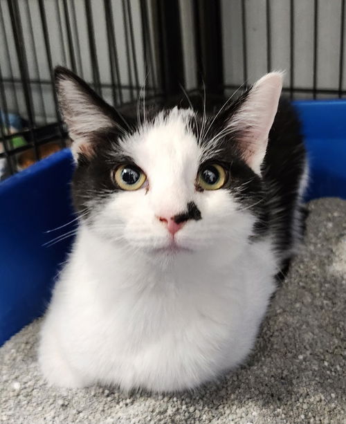 picture of the cat needing adoption