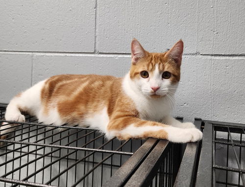 picture of the cat needing adoption