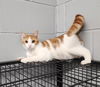 adoptable Cat in muskegon, MI named Jiggles