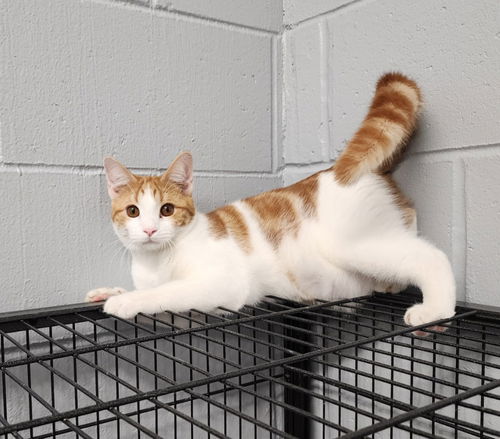 picture of the cat needing adoption