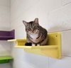 adoptable Cat in , MI named Mouse