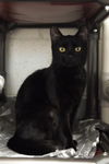 adoptable Cat in muskegon, MI named Flynn