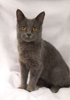 adoptable Cat in muskegon, MI named Jinx