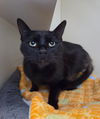 adoptable Cat in  named Sophia