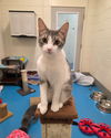 adoptable Cat in muskegon, MI named Rocky
