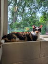 adoptable Cat in muskegon, MI named Phantom