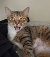 adoptable Cat in muskegon, MI named Sylvia