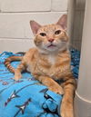 adoptable Cat in Muskegon, MI named Clementine