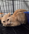 adoptable Cat in muskegon, MI named Oliver