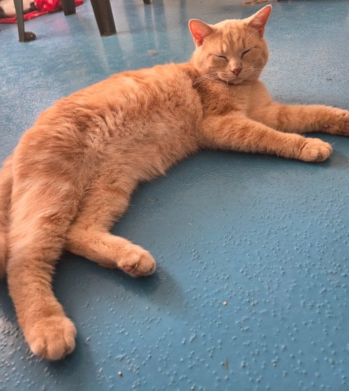 OLIVER - Domestic Short Hair available for adoption