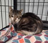 adoptable Cat in muskegon, MI named Rocco
