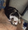 Rocco - Photo 1