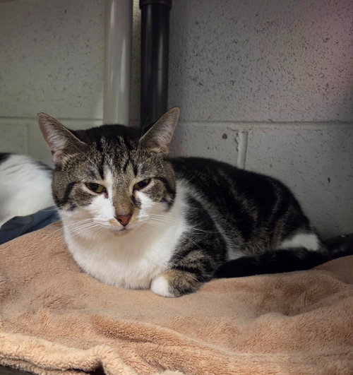 ROCCO - Domestic Short Hair for adoption in Grand Rapids