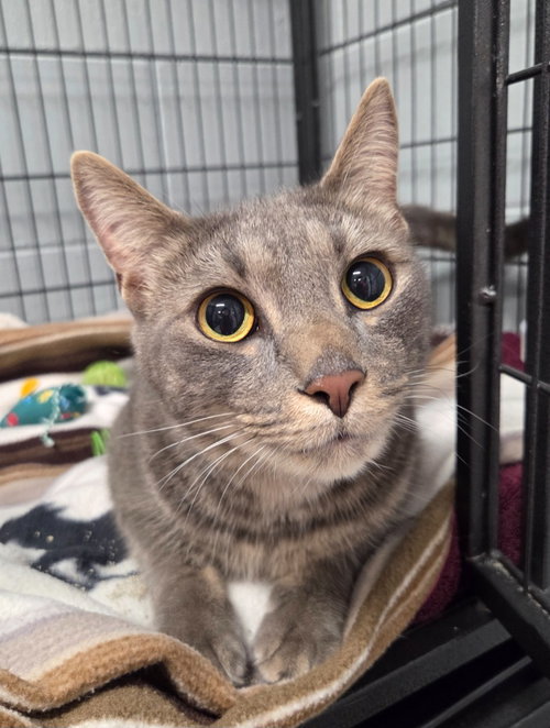 OLLIE - Domestic Short Hair available for adoption
