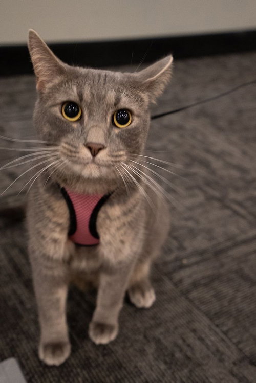 OLLIE - Domestic Short Hair for adoption in Grand Rapids