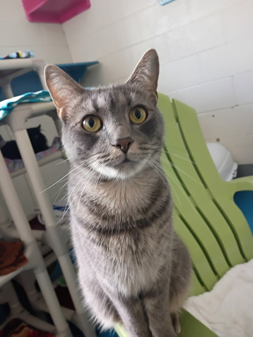 OLLIE - Domestic Short Hair available for adoption