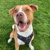 adoptable Dog in  named Ashur