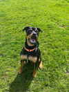 adoptable Dog in  named Max