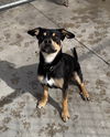 adoptable Dog in muskegon, MI named Lil Ricky