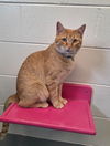 adoptable Cat in Muskegon, MI named Curious George