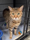 adoptable Cat in  named Sunshine