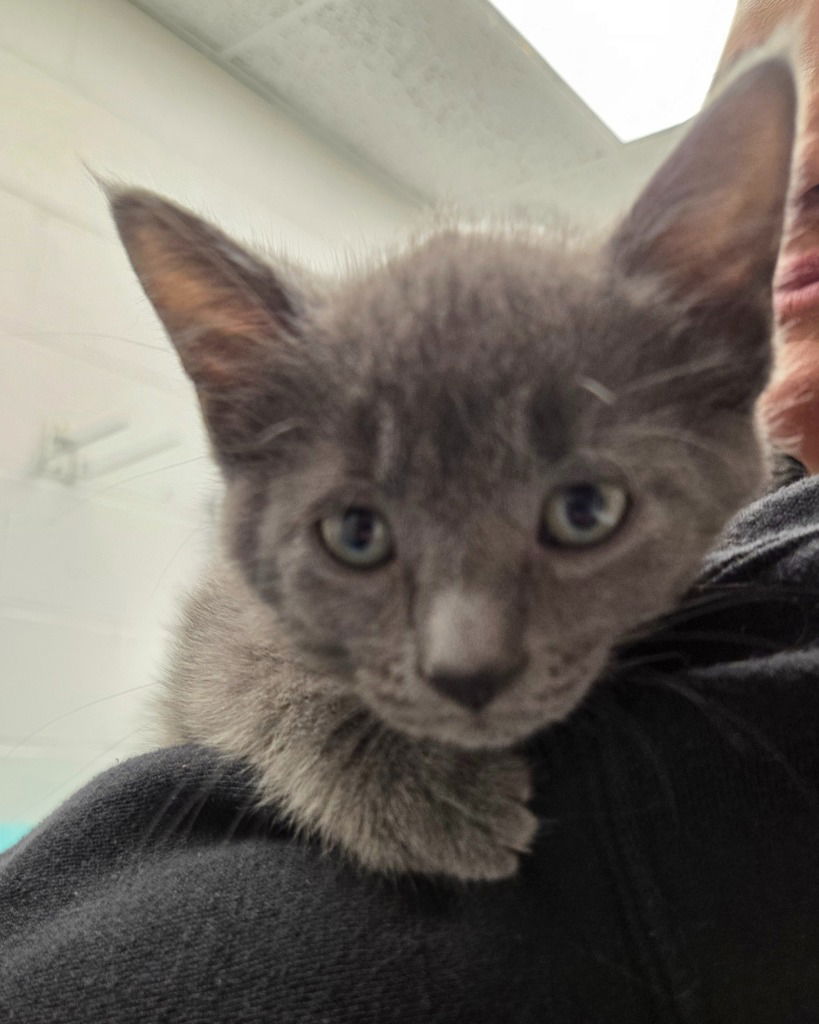 adoptable Cat in Muskegon, MI named Rain