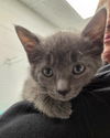 adoptable Cat in  named Rain