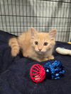 adoptable Cat in  named Carrott