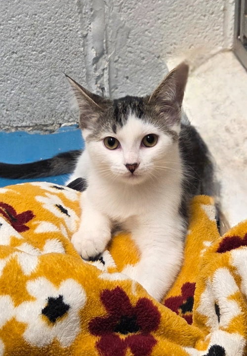 picture of the cat needing adoption