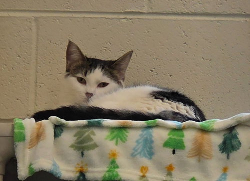 WALTER - Domestic Short Hair available for adoption