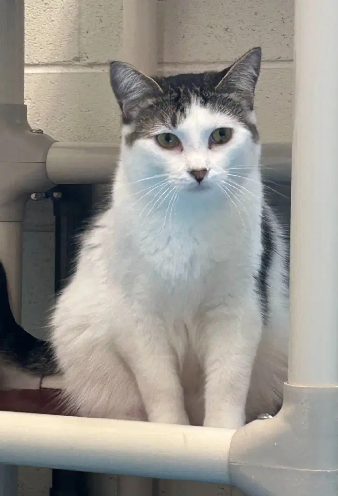 Walter - Domestic Short Hair