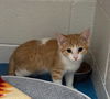 adoptable Cat in  named Eugene