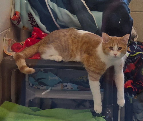 picture of the cat needing adoption