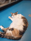 adoptable Cat in  named Marnie