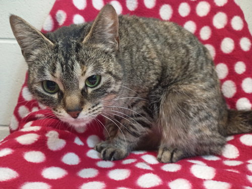 picture of the cat needing adoption