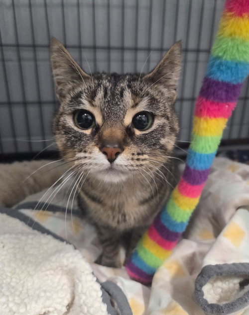 BANDITT - Domestic Short Hair available for adoption
