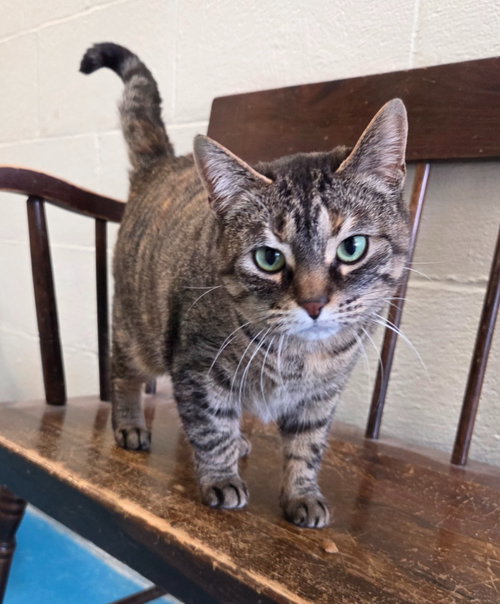 Banditt, an adoptable Domestic Short Hair in Muskegon, MI